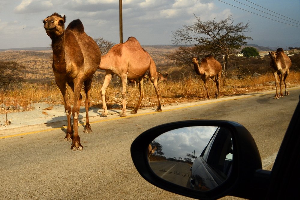 Oman - wielbłądy