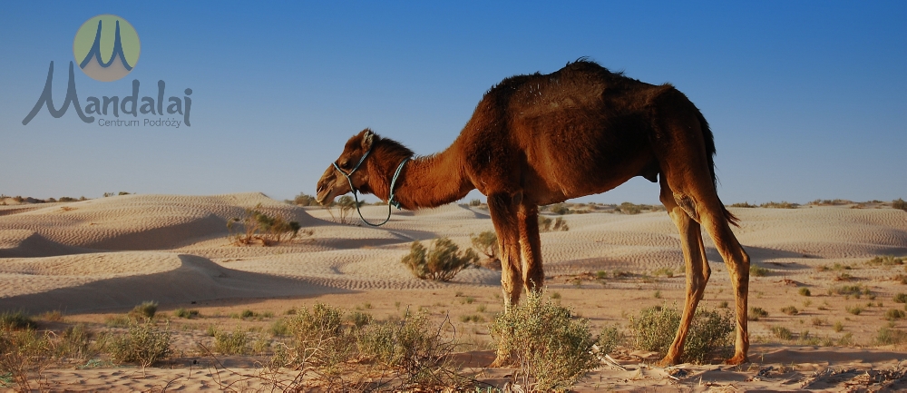 Tunezja - wyceczka na Saharę